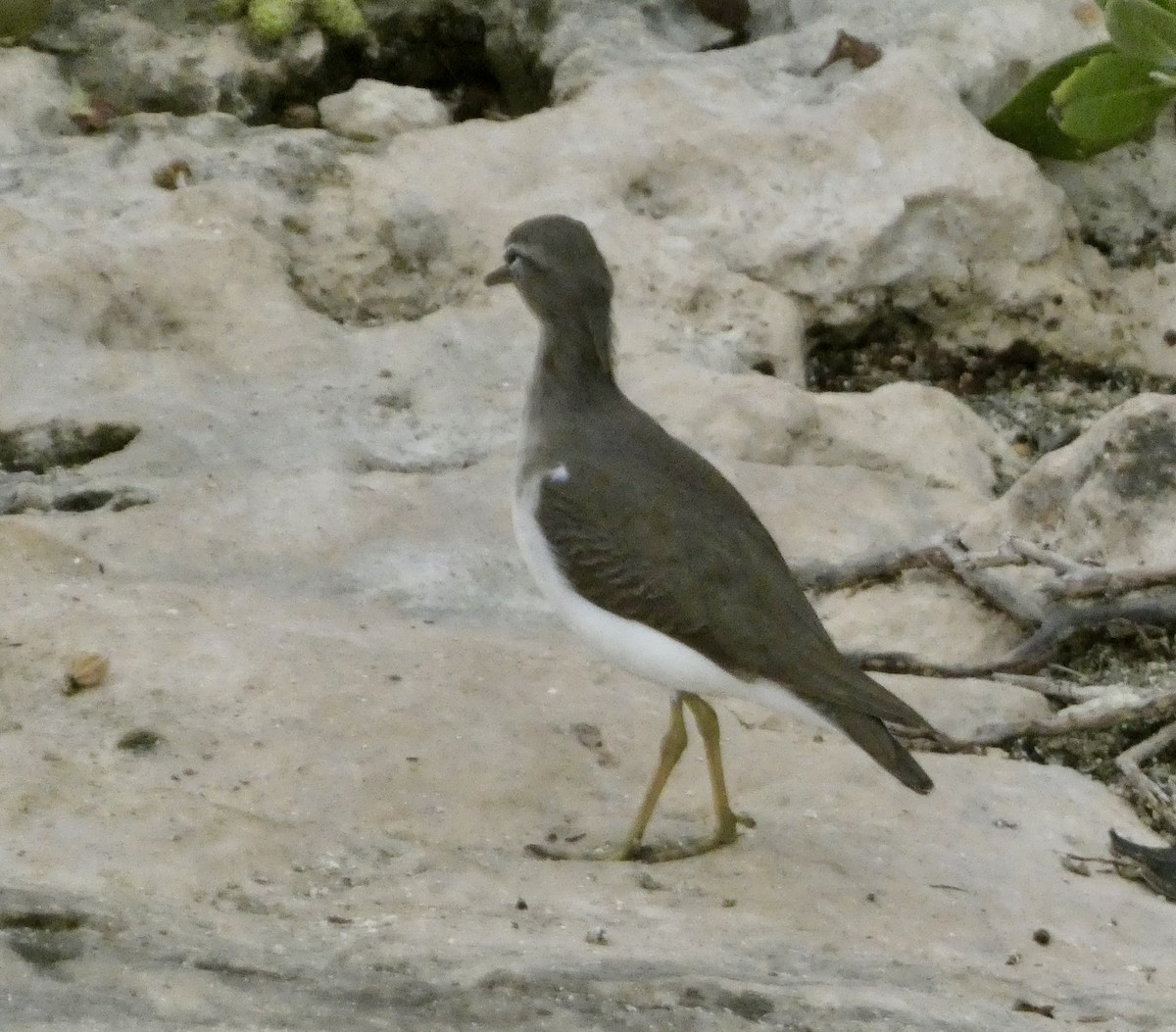 Spotted Sandpiper - ML647182240