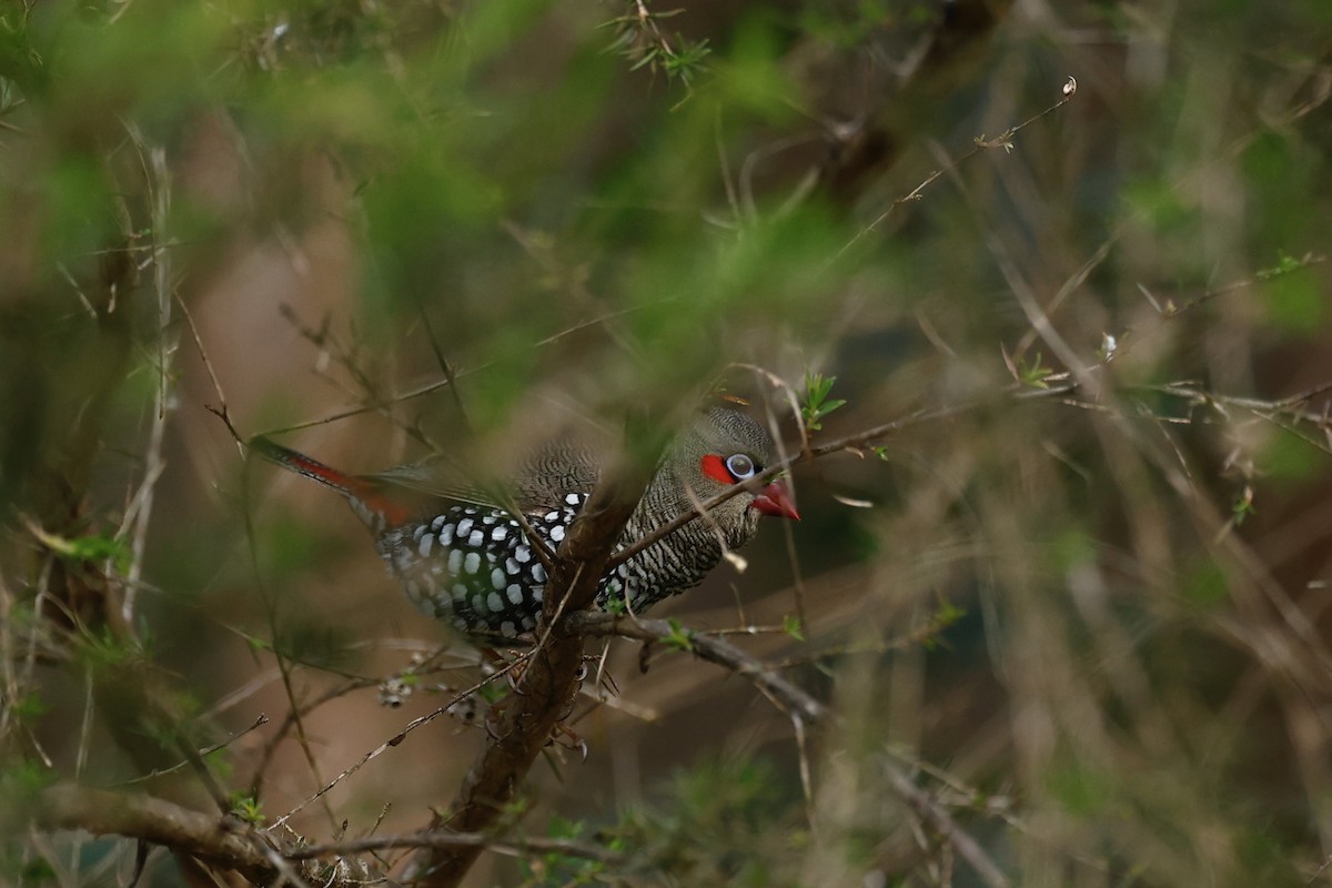 Red-eared Firetail - ML647182244