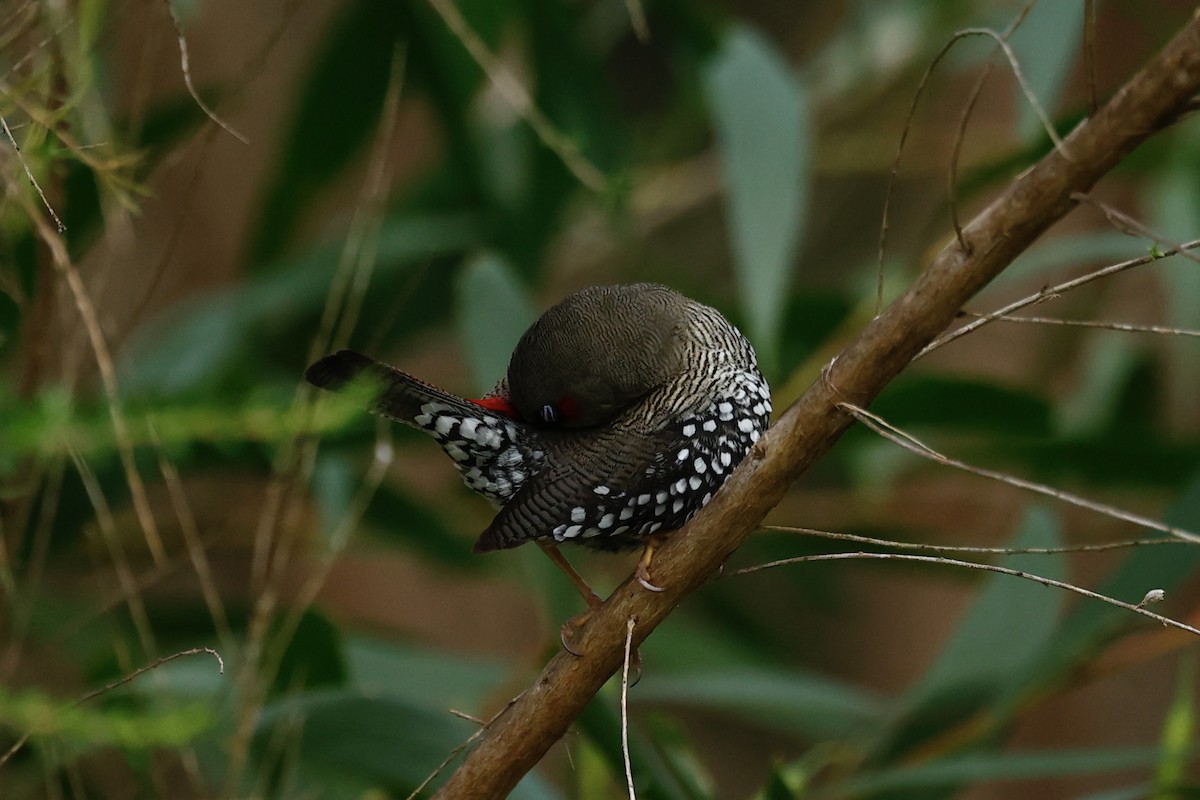 Red-eared Firetail - ML647182246
