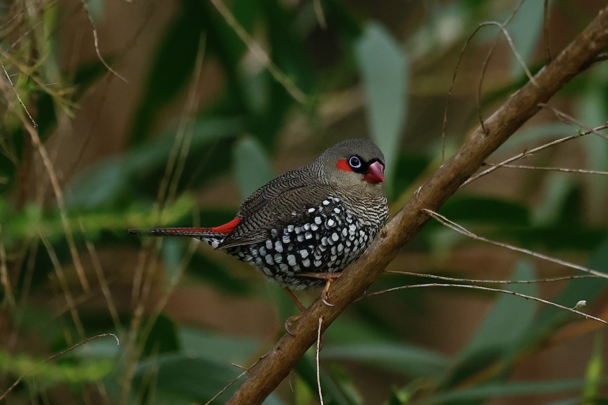 Red-eared Firetail - ML647182248