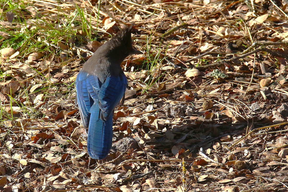 Steller Kargası - ML647182250