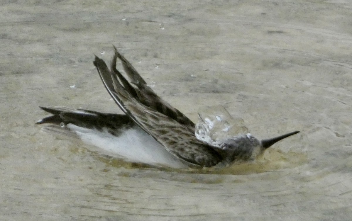 Least Sandpiper - ML647182255