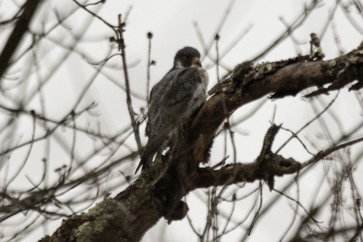 Peregrine Falcon - ML647182259