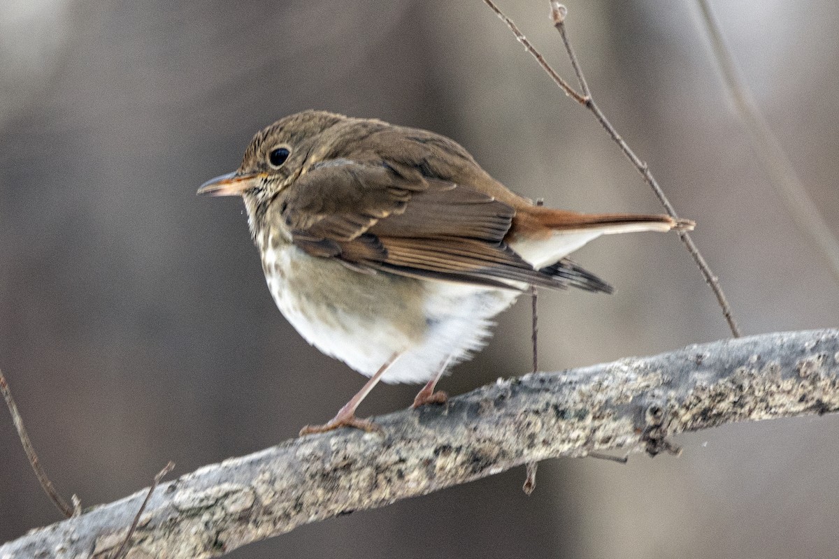 Дрізд-короткодзьоб плямистоволий - ML647182280