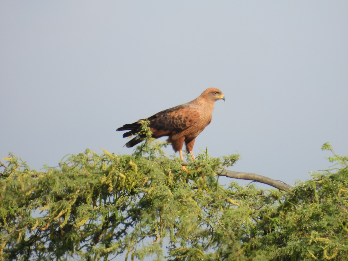 Busardo Sabanero - ML647182282