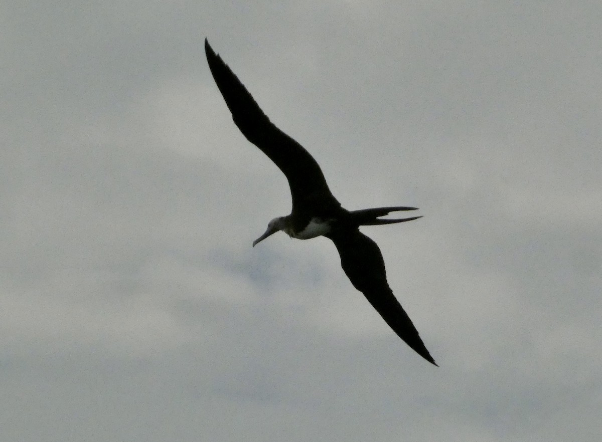 Magnificent Frigatebird - ML647182287