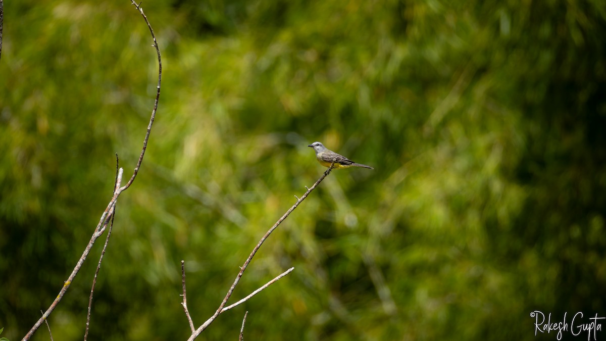Tropical Kingbird - ML647182294