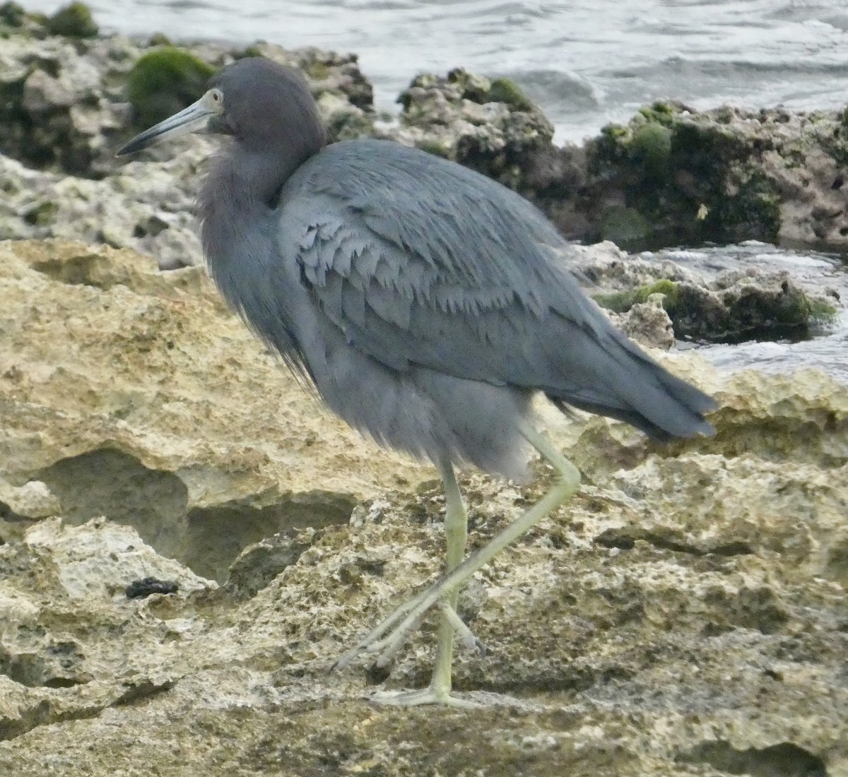 Little Blue Heron - ML647182296