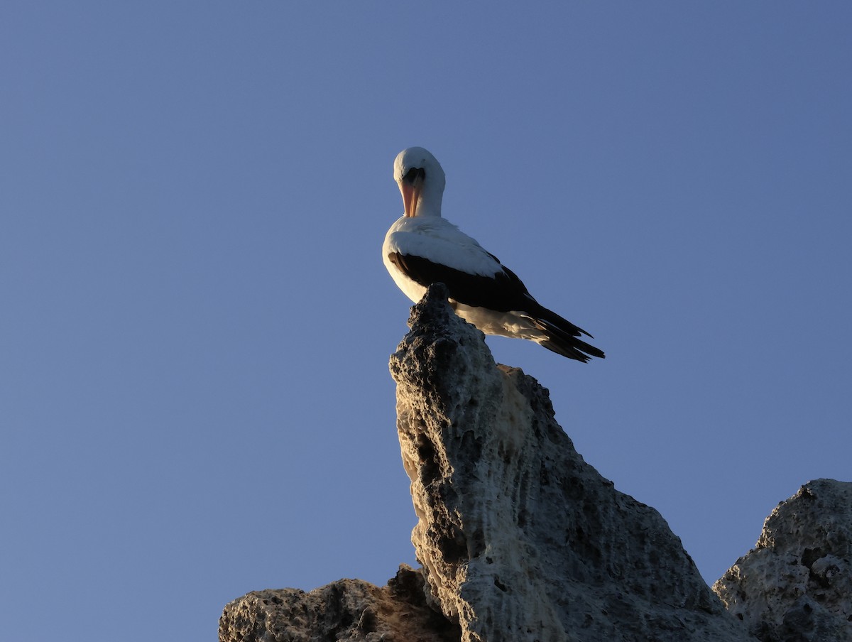 terej tichomořský - ML647182298