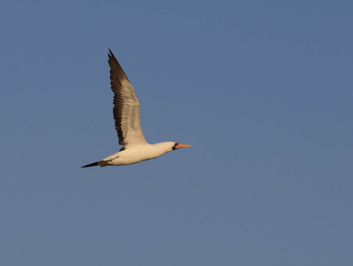 terej tichomořský - ML647182299