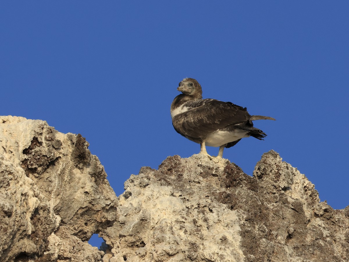 terej tichomořský - ML647182301