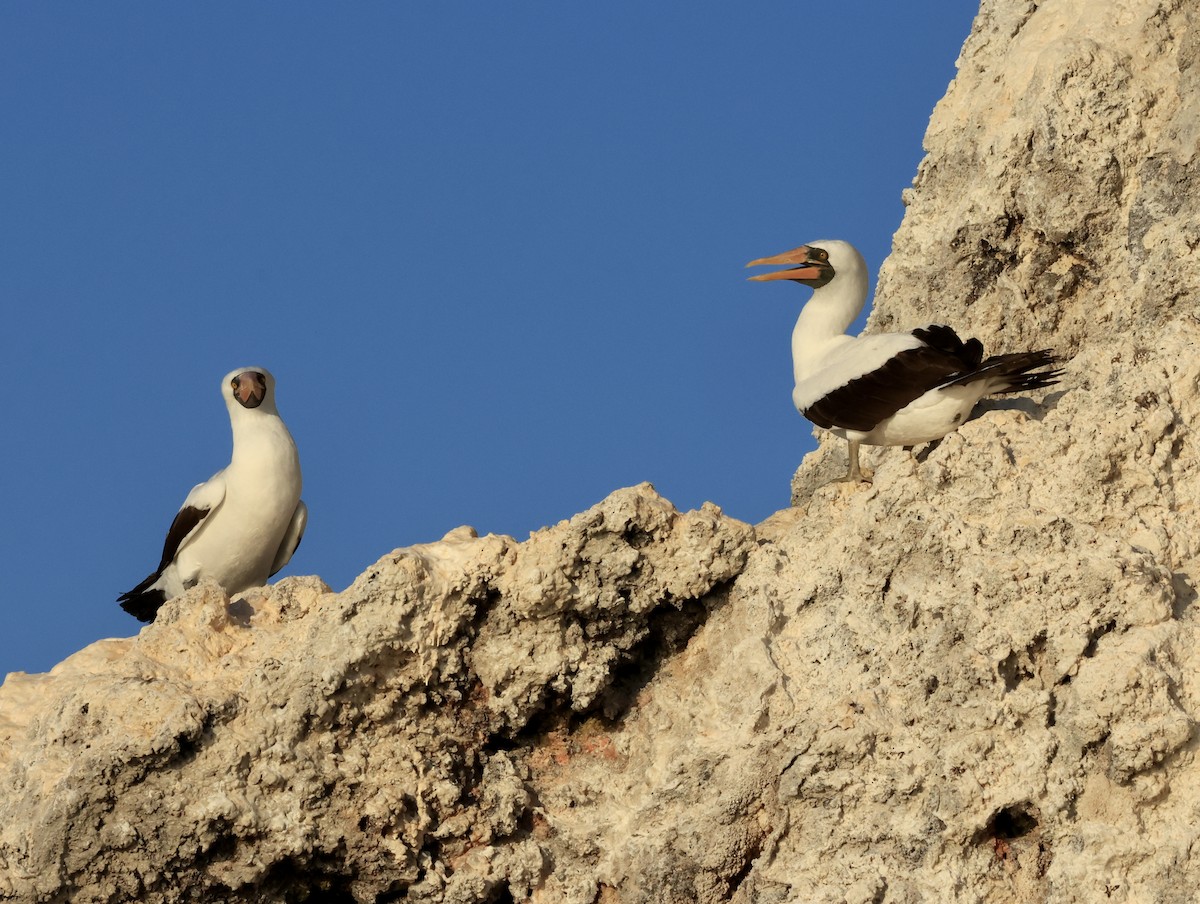 terej tichomořský - ML647182302