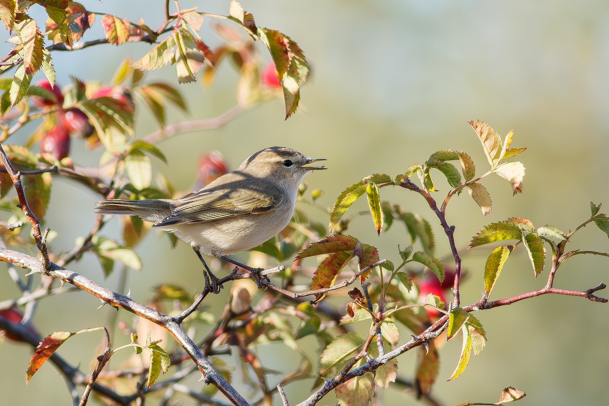 Пеночка-теньковка - ML647182310