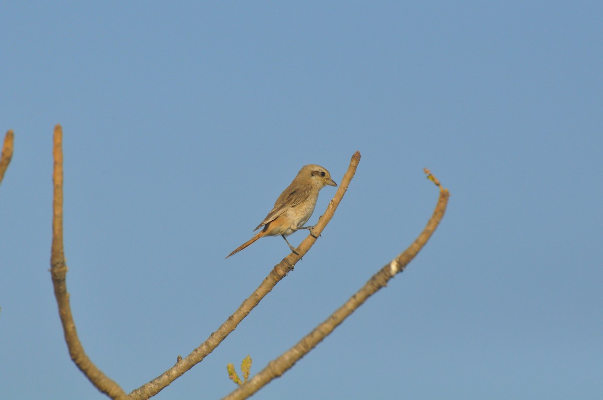 Isabellwürger - ML647182314