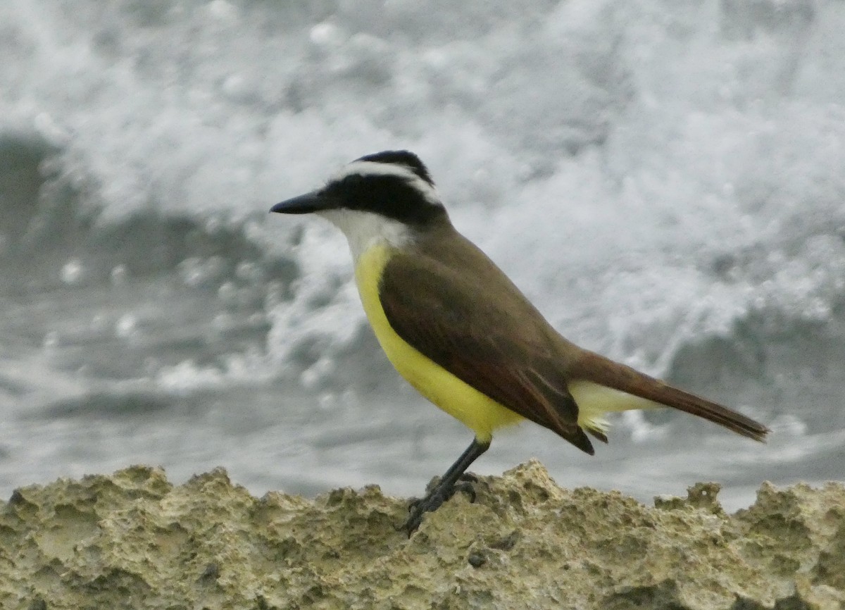 Great Kiskadee - ML647182321