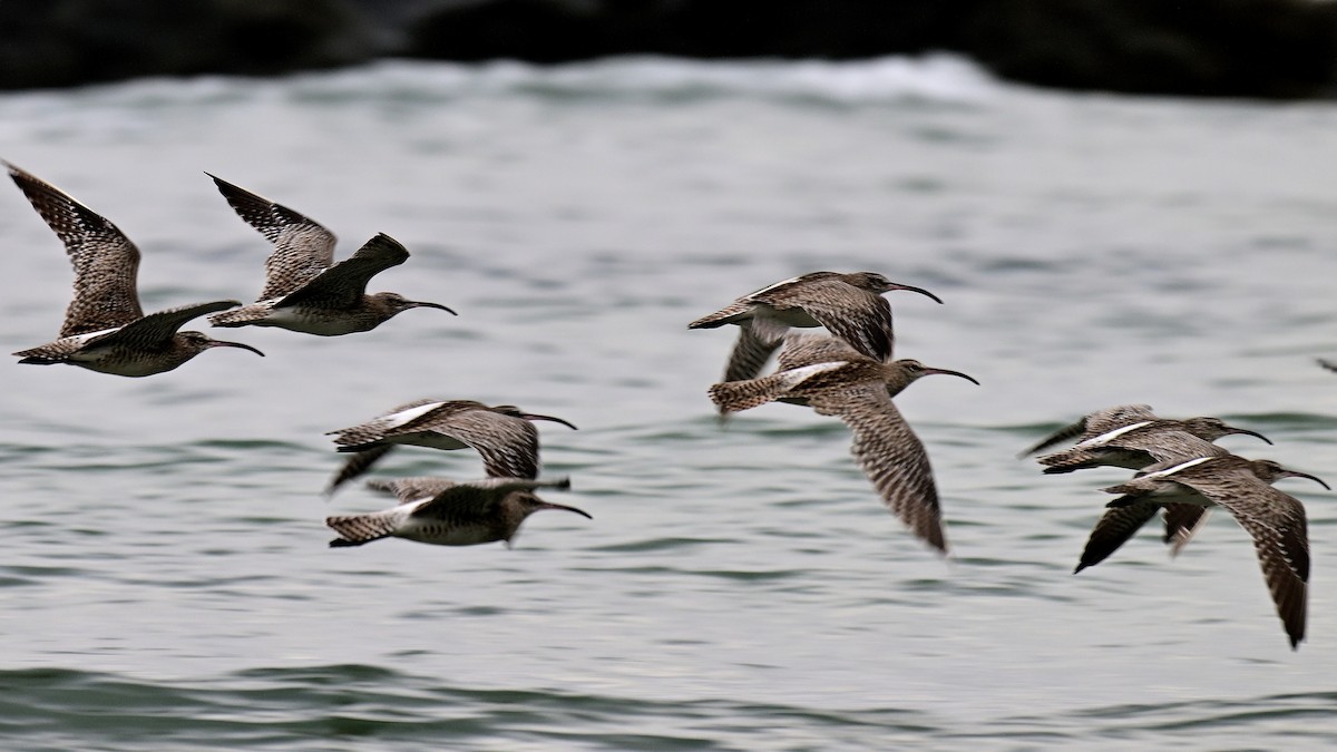 Eurasian Whimbrel - ML647182327