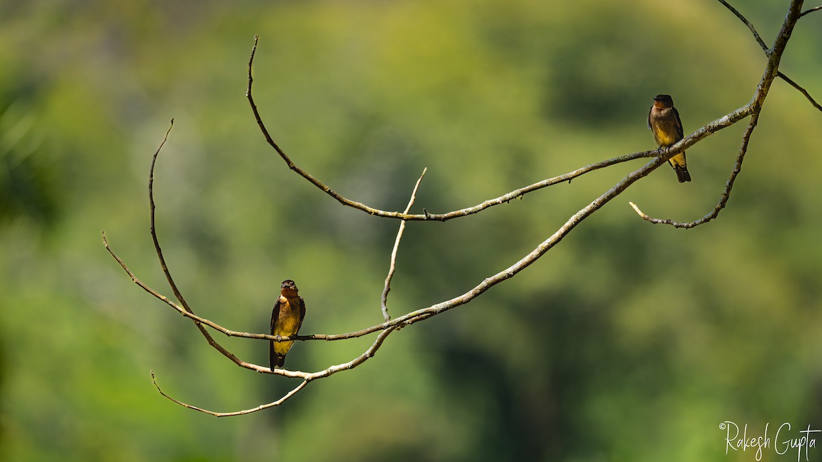 Southern Rough-winged Swallow - ML647182331