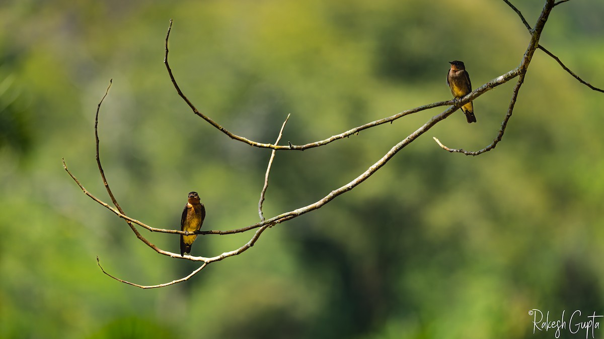 Southern Rough-winged Swallow - ML647182332