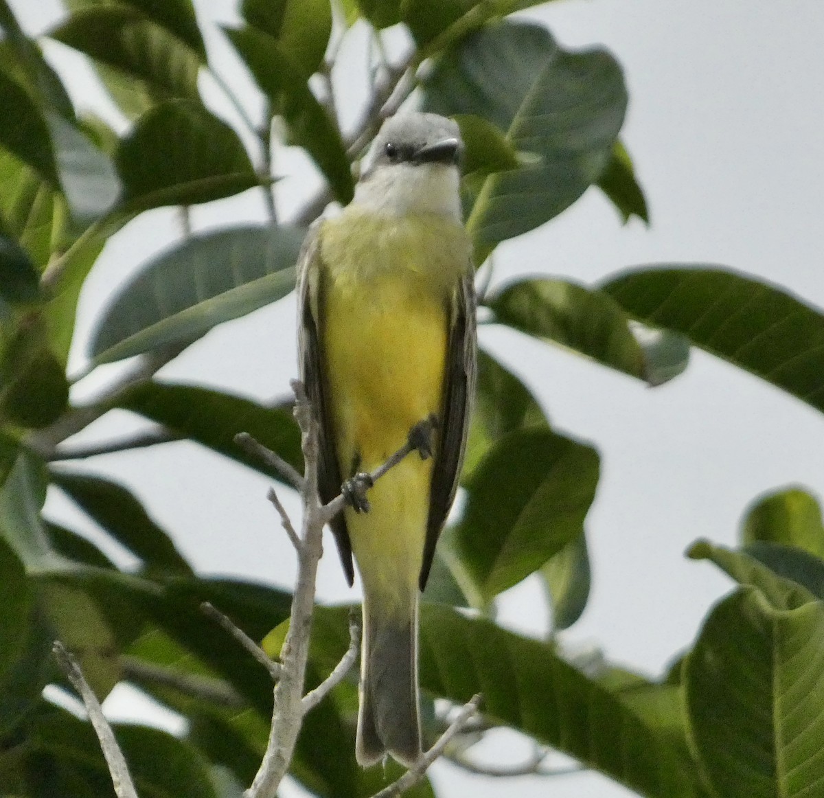 Tropical Kingbird - ML647182333