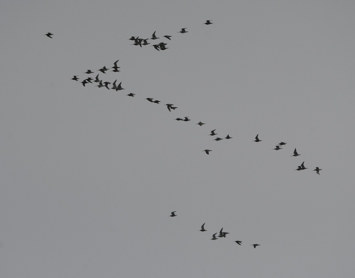 Bar-tailed Godwit - ML647182336