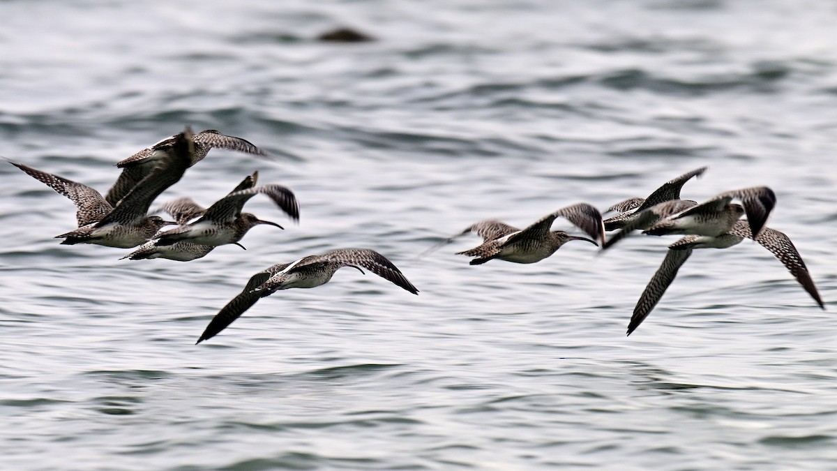 Eurasian Whimbrel - ML647182341