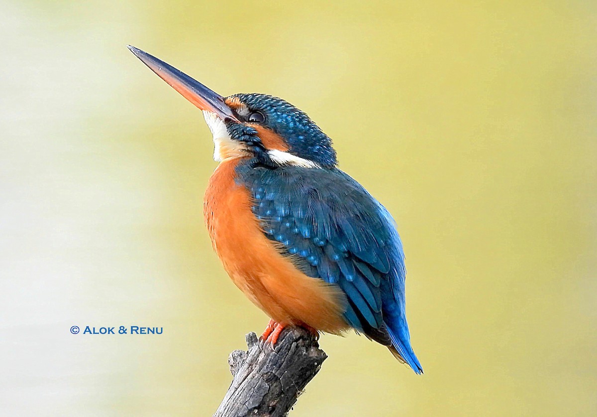 Common Kingfisher - ML647182343