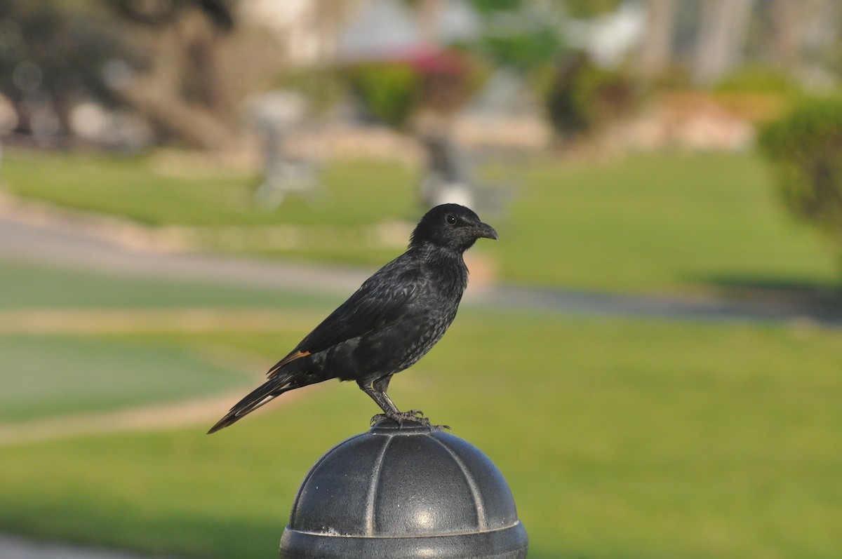 Tristram's Starling - ML647182345