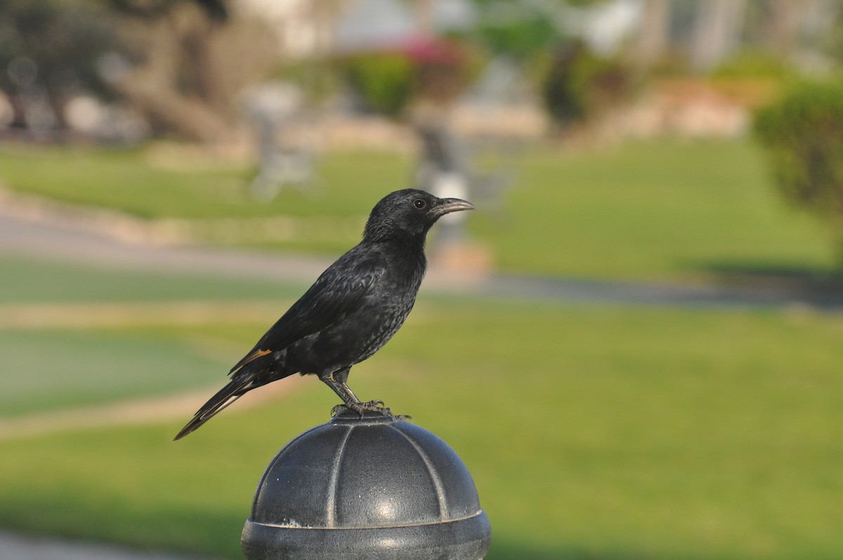 Tristram's Starling - ML647182346
