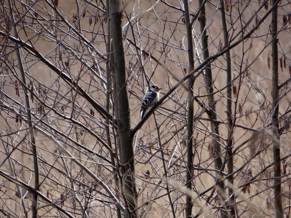 Lesser Spotted Woodpecker - ML647182354