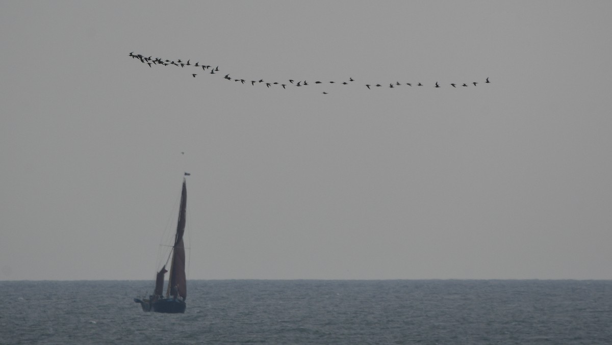 Bar-tailed Godwit - ML647182361