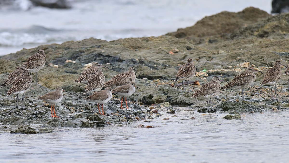 Common Redshank - ML647182362