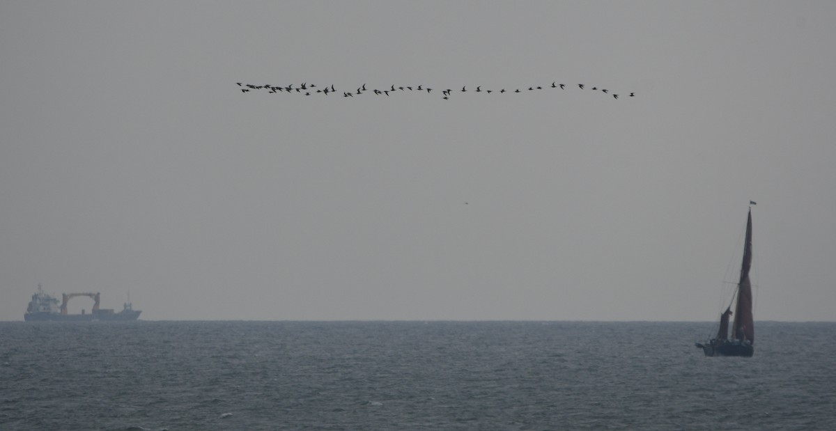 Bar-tailed Godwit - ML647182364