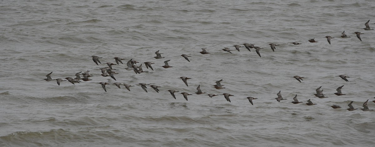 Bar-tailed Godwit - ML647182365
