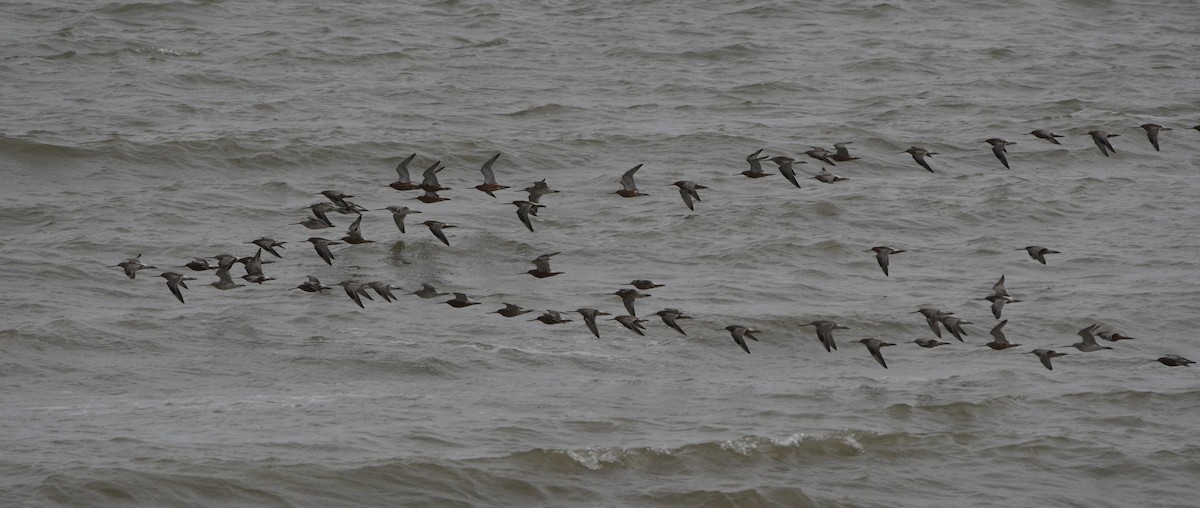 Bar-tailed Godwit - ML647182366