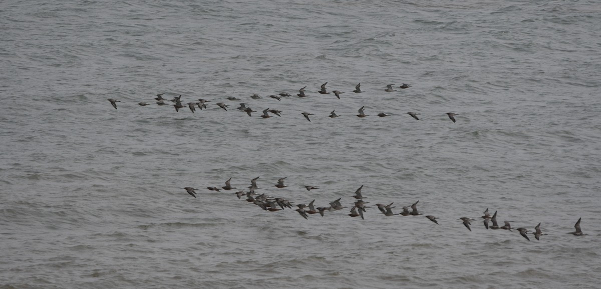 Bar-tailed Godwit - ML647182367
