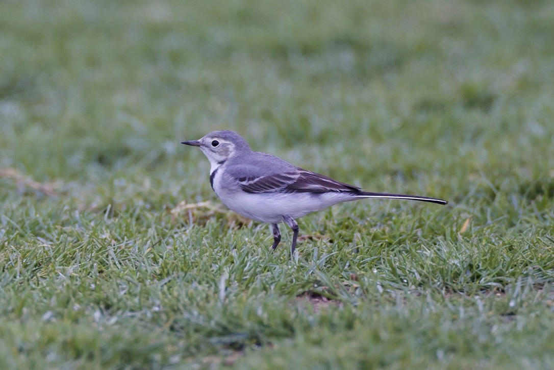 白鶺鴒(指名亞種群) - ML647182373