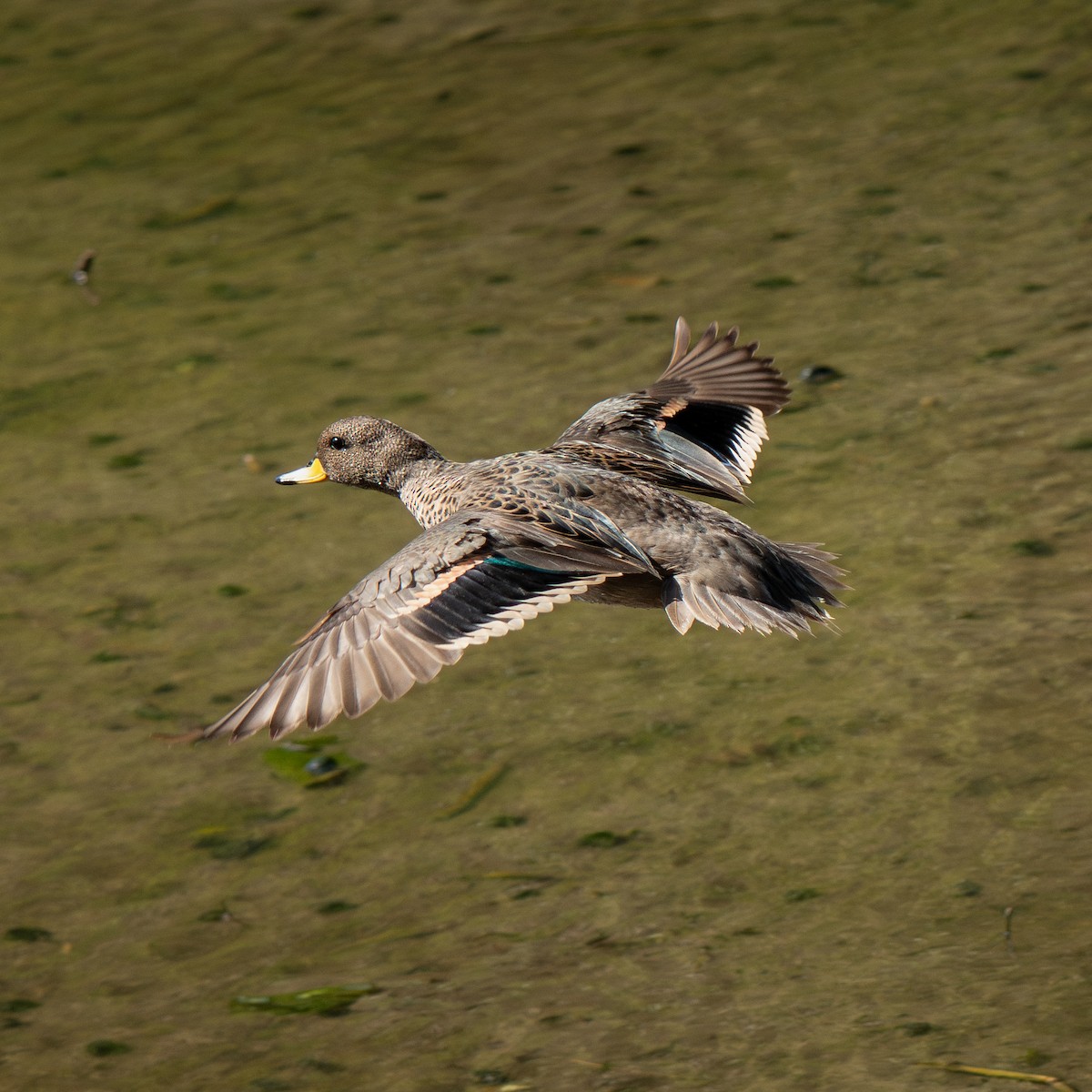 Yellow-billed Teal - ML647182374