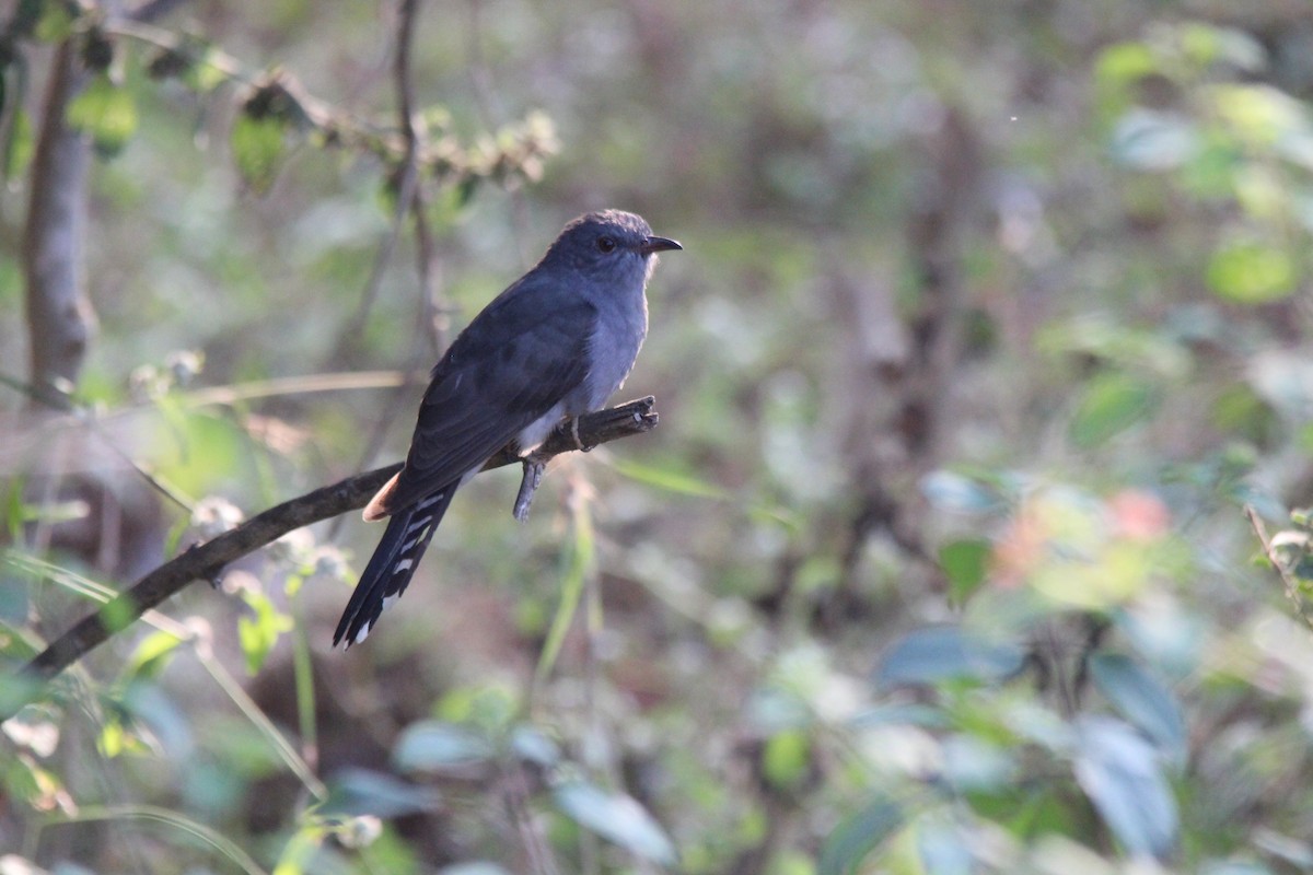 kukačka šedobřichá - ML647182376