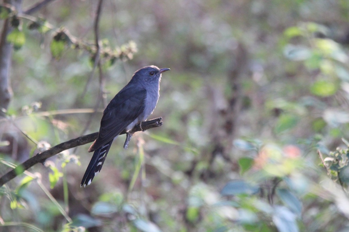 kukačka šedobřichá - ML647182377