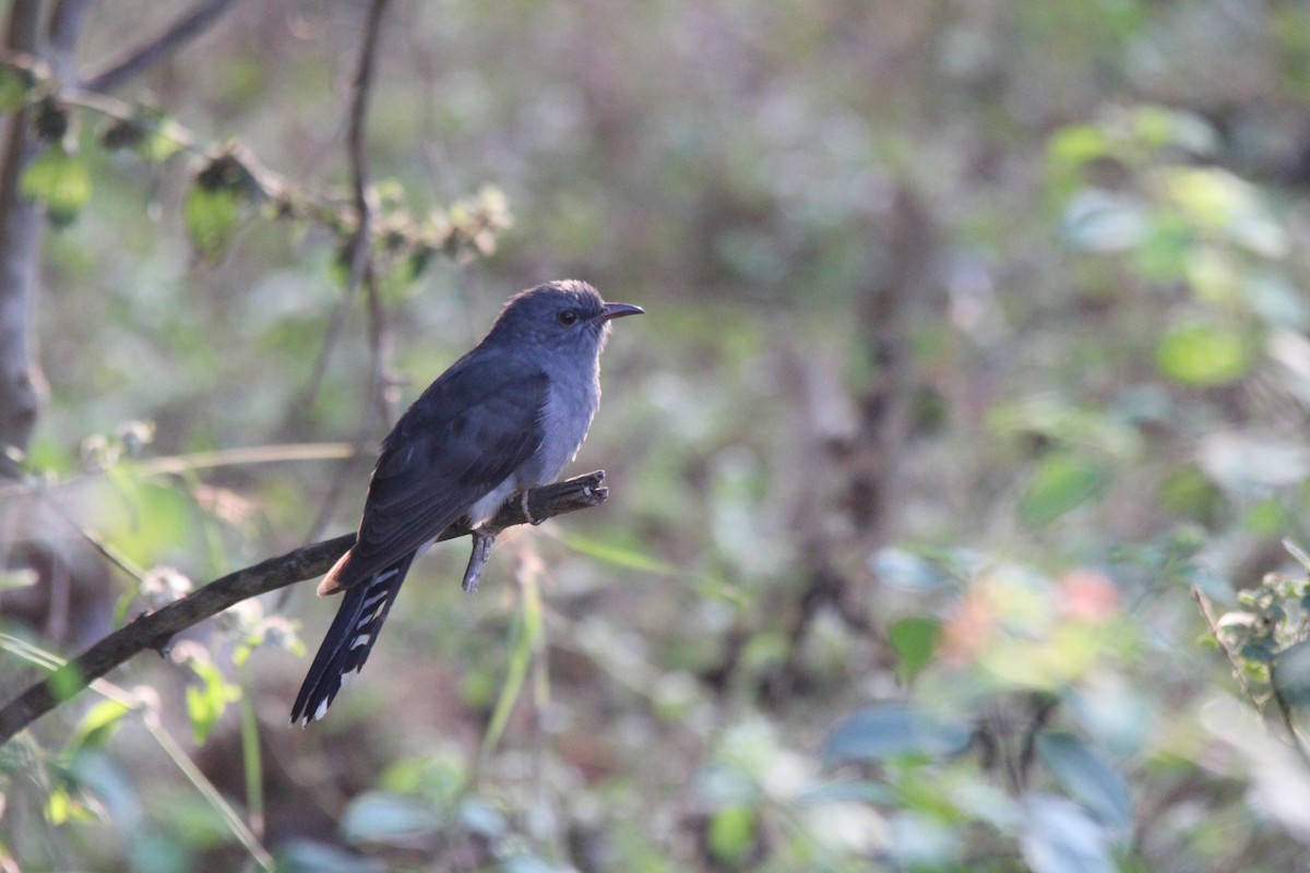 kukačka šedobřichá - ML647182379