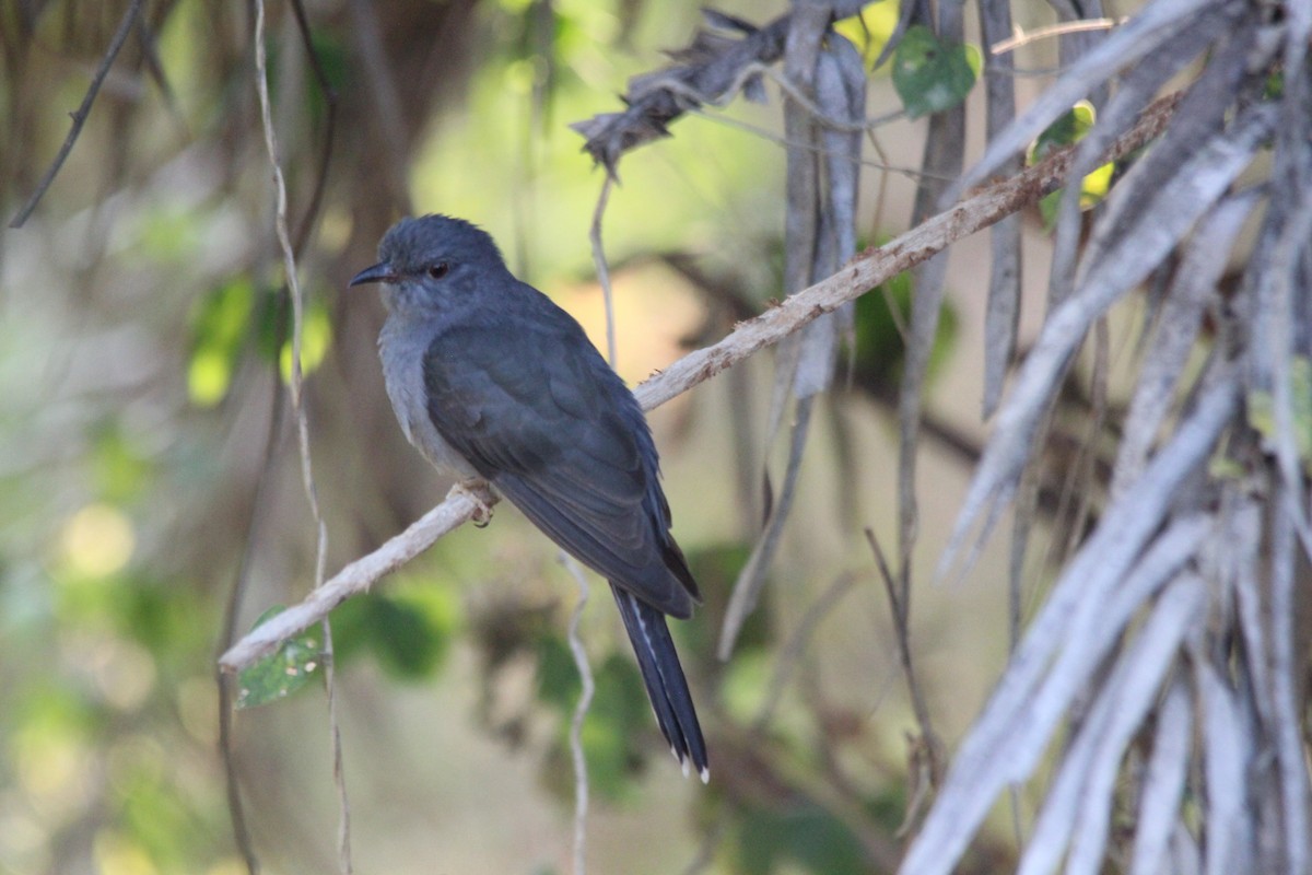 kukačka šedobřichá - ML647182380