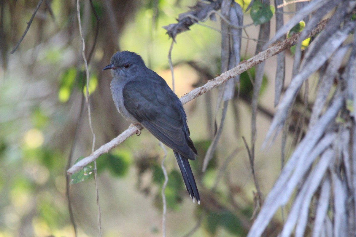 kukačka šedobřichá - ML647182381