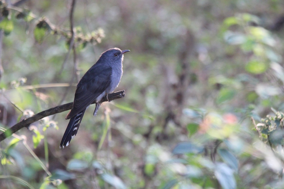 kukačka šedobřichá - ML647182382