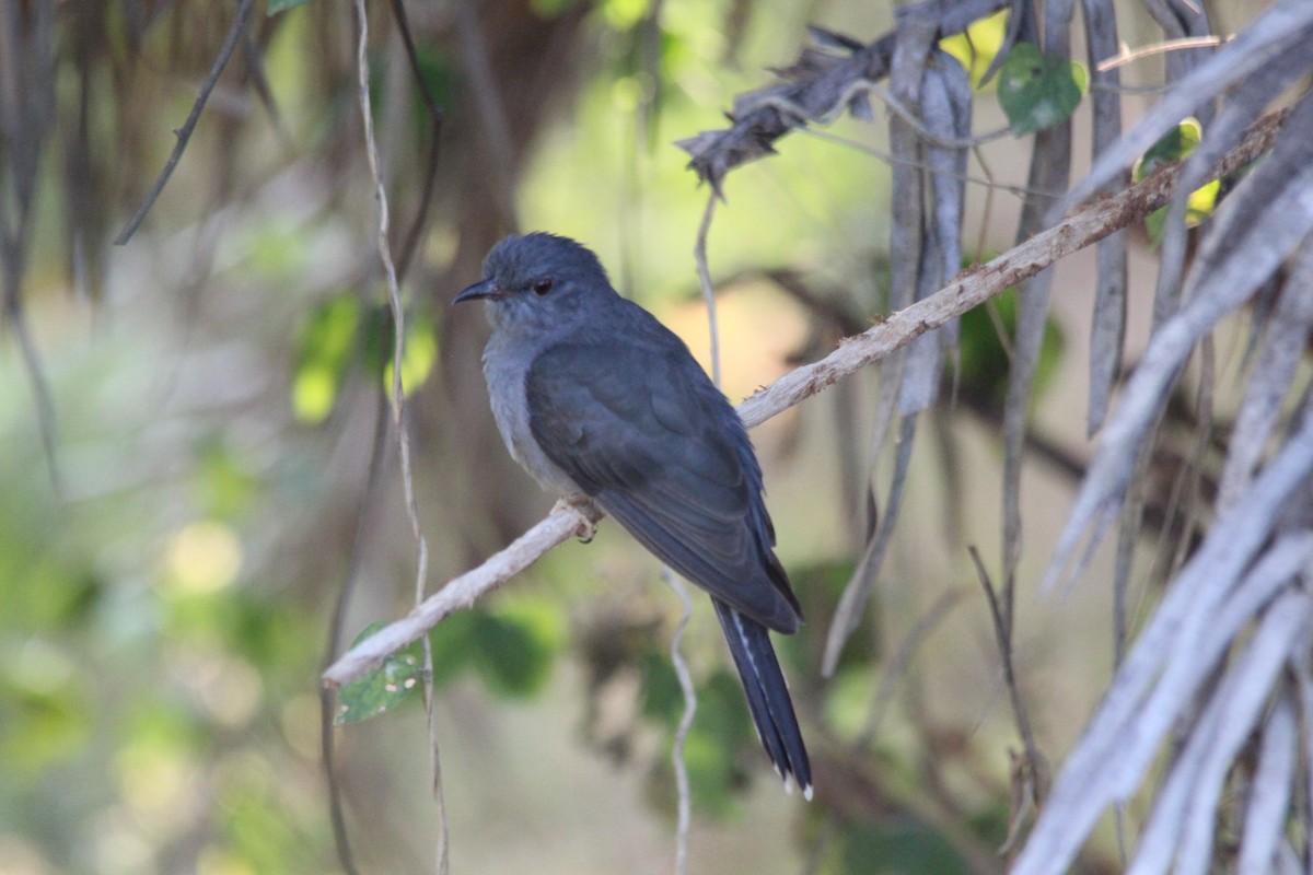 kukačka šedobřichá - ML647182383