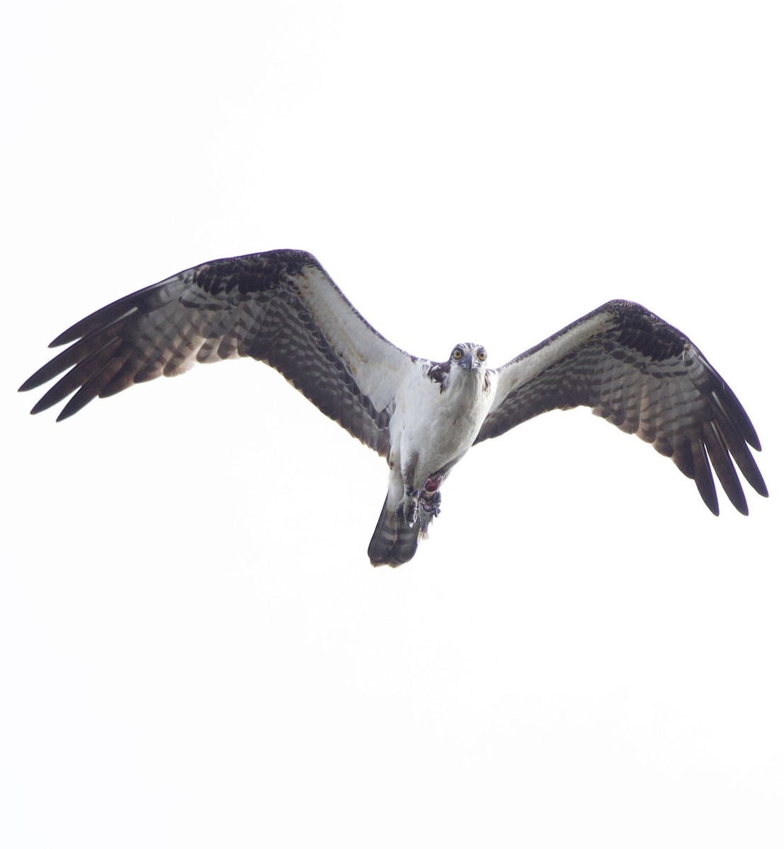 Osprey - ML647182386