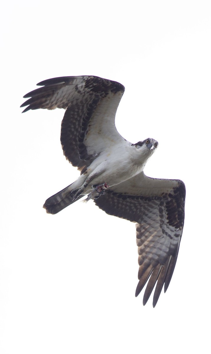 Osprey - ML647182387