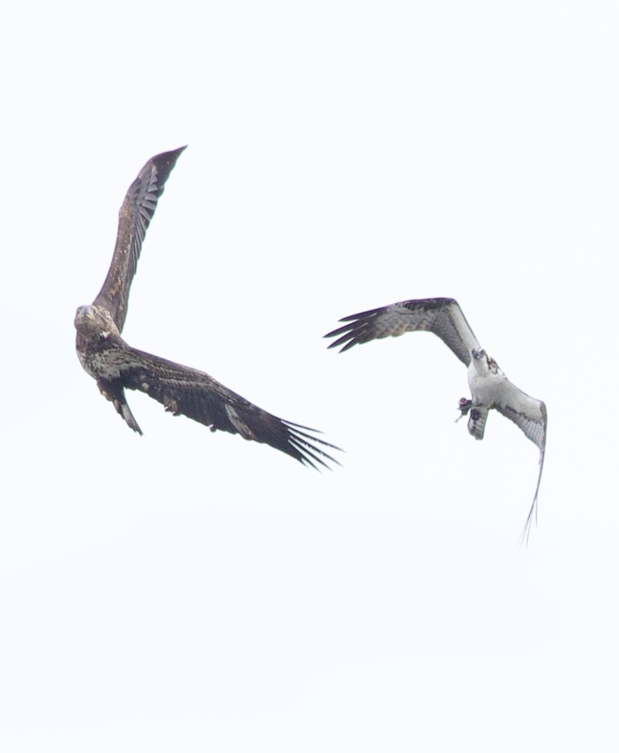 Osprey - ML647182388