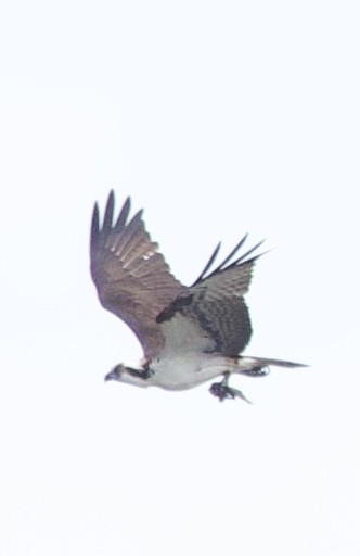 Osprey - ML647182389