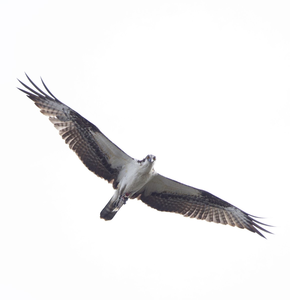 Osprey - ML647182390