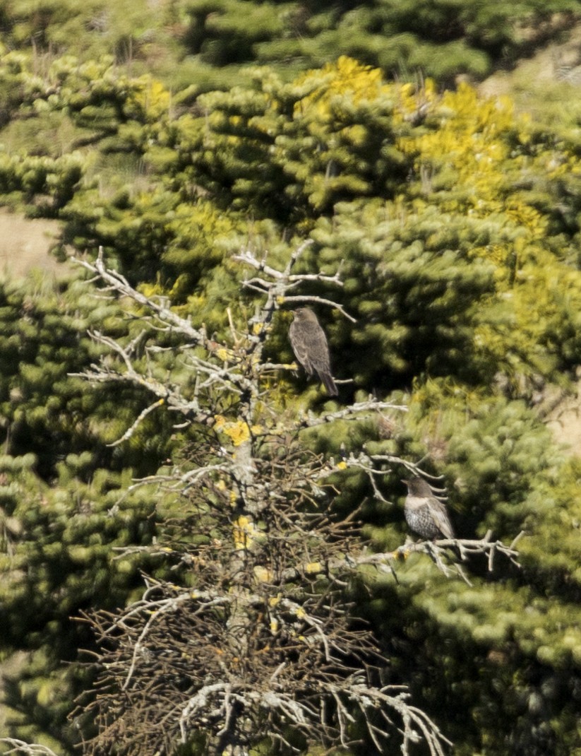 クビワツグミ - ML647182393